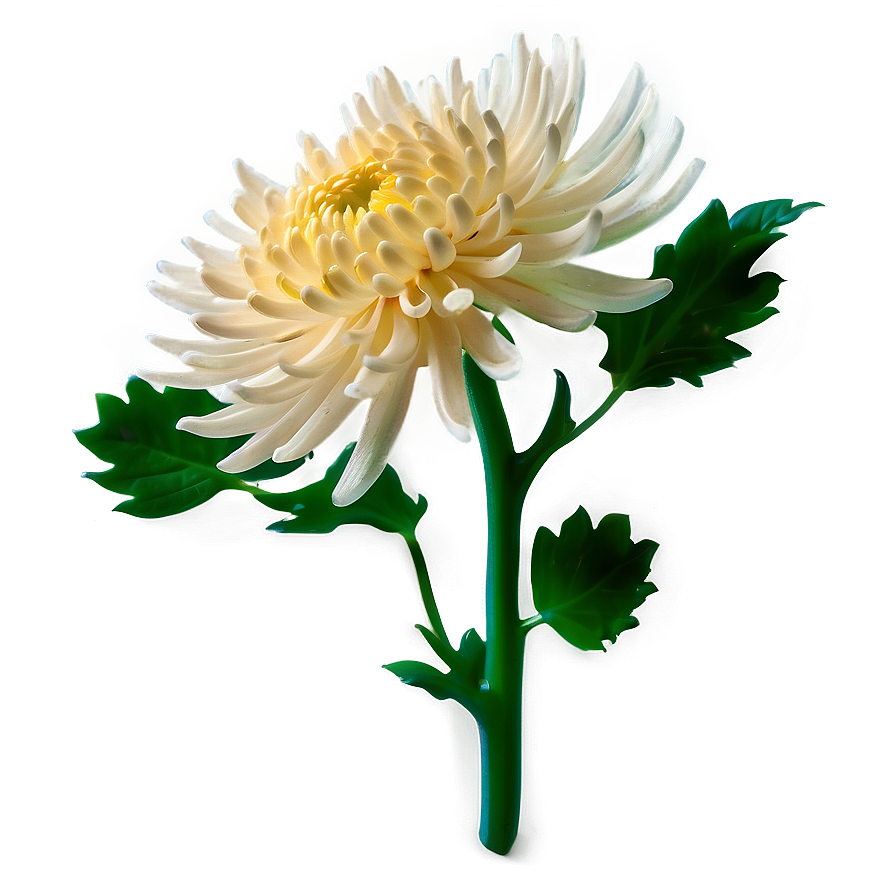 Chrysanthemum Flower Transparent Png 05252024