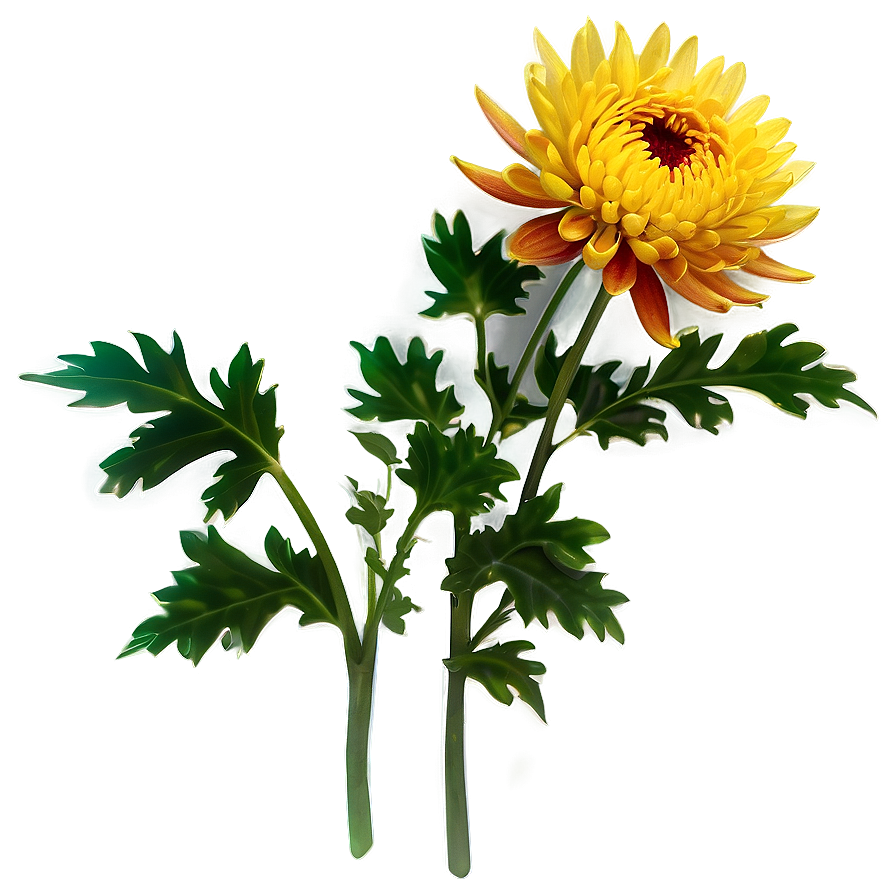 Chrysanthemum Flower Transparent Png 05252024