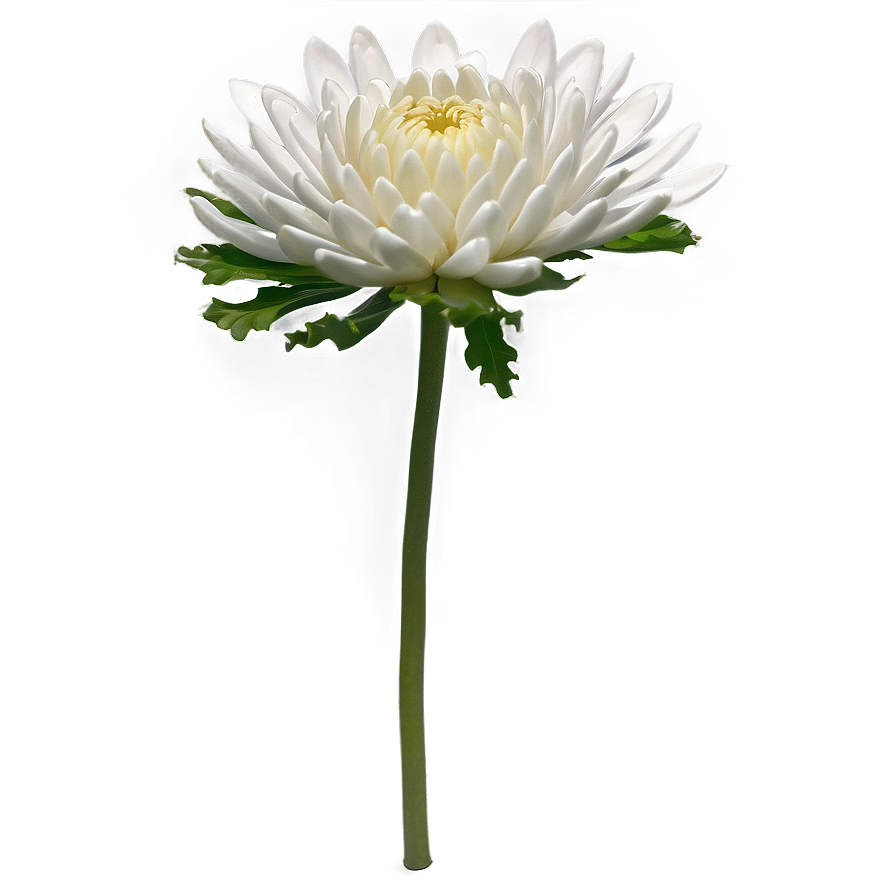 Chrysanthemum Flower Transparent Png Pid