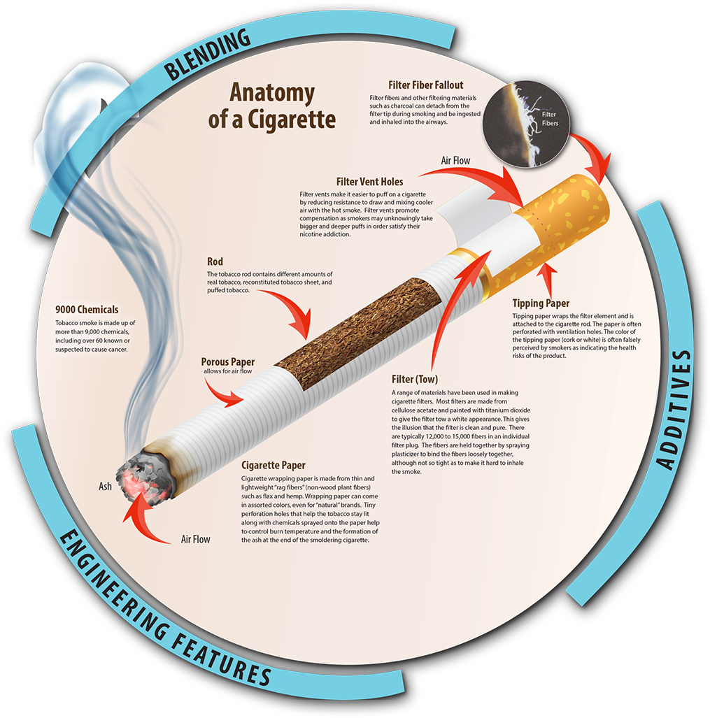Cigarette Anatomy Infographic