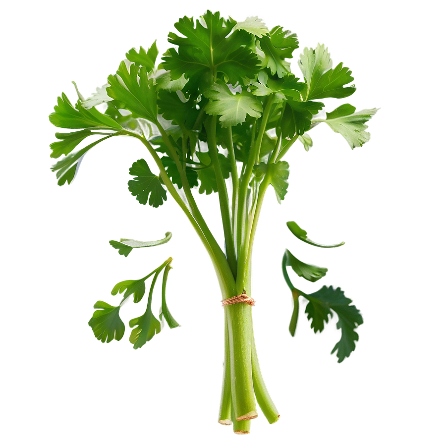 Cilantro Clipart Png Jda59