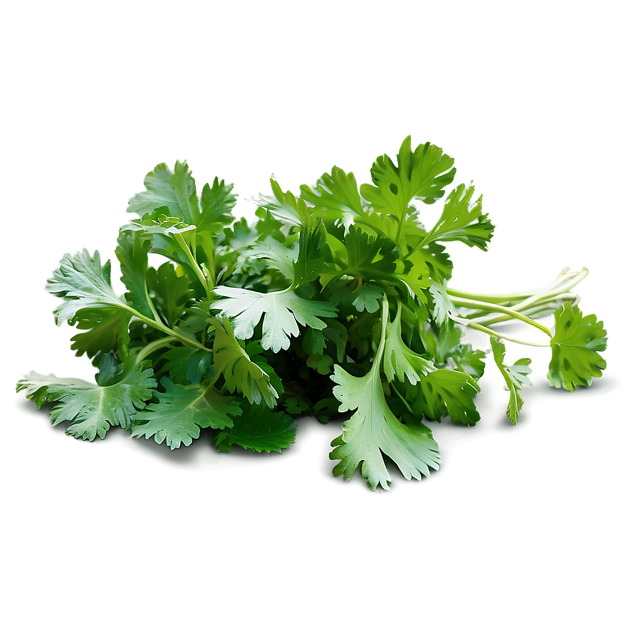 Cilantro Field Png 06212024