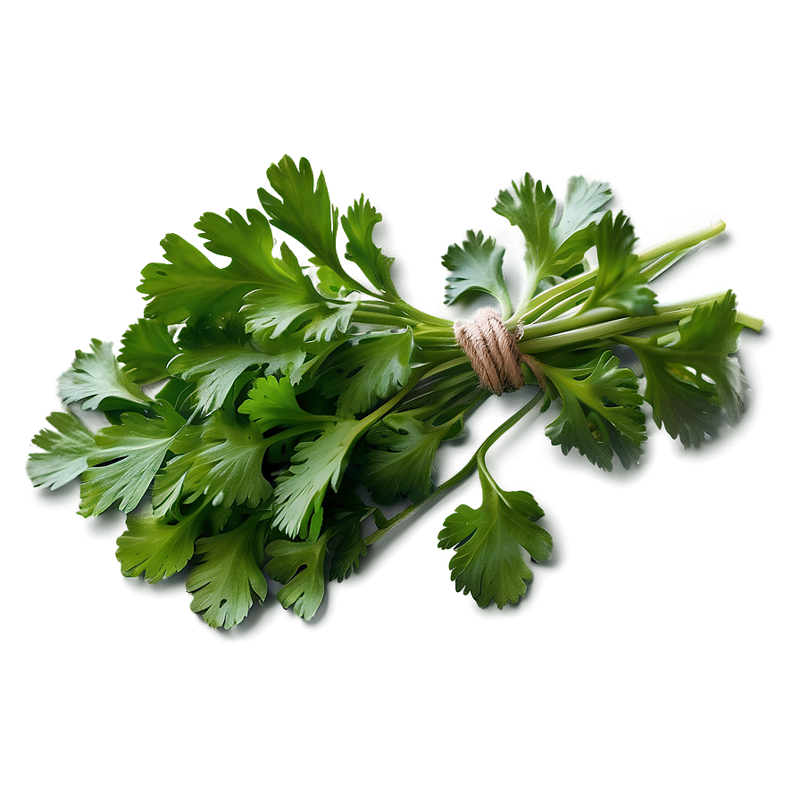 Cilantro Flat Lay Png Kme5