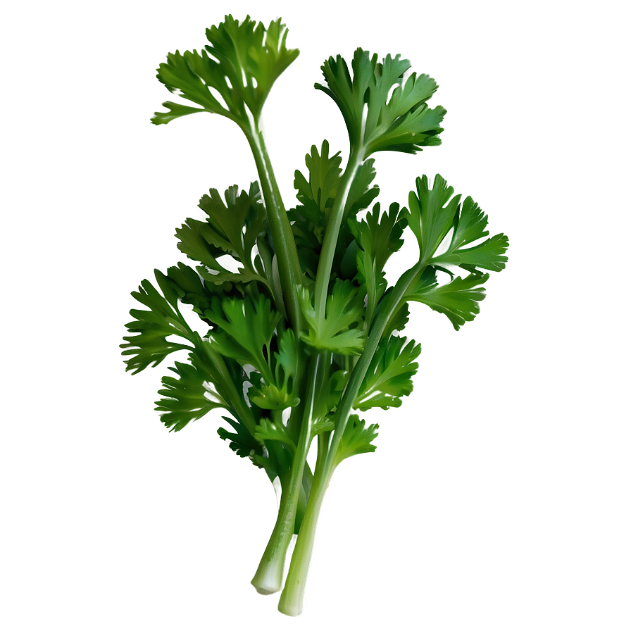 Cilantro Garnish Png 06212024