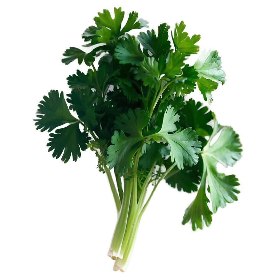 Cilantro Herb Png 33