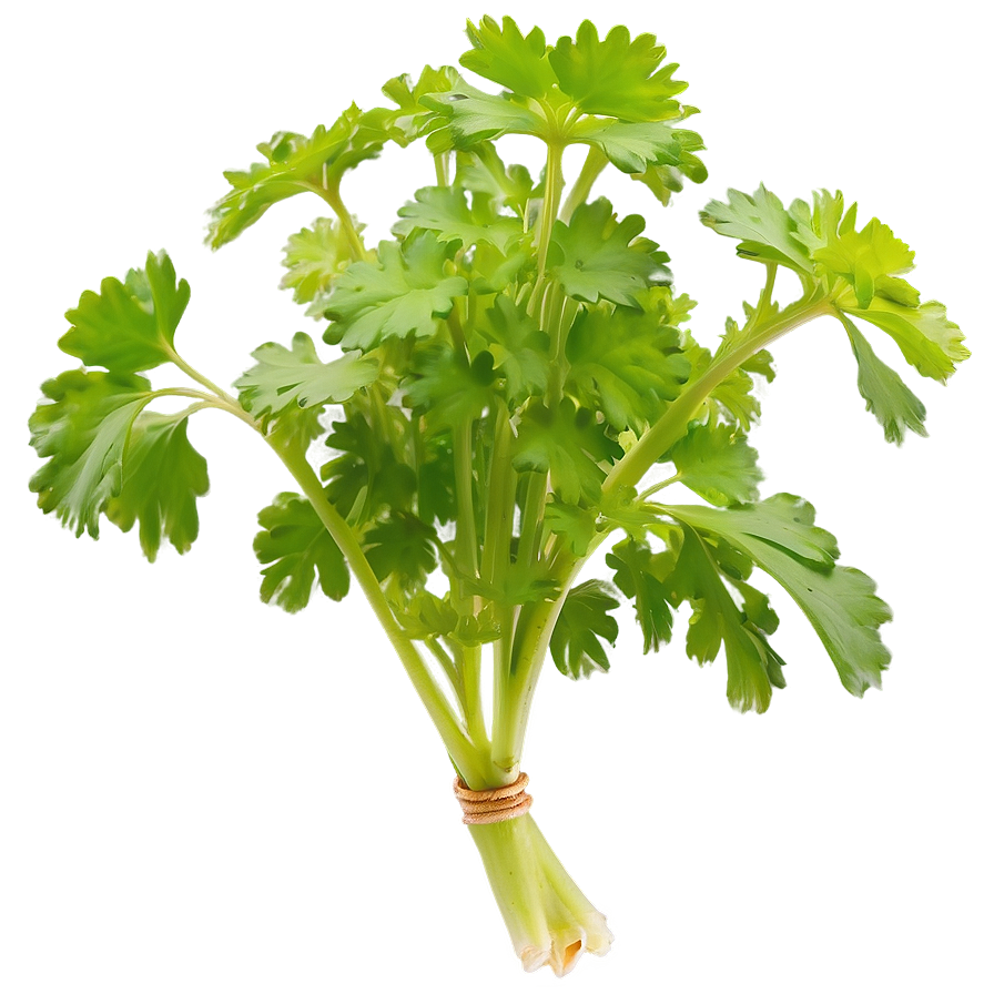 Cilantro In Garden Png 06212024