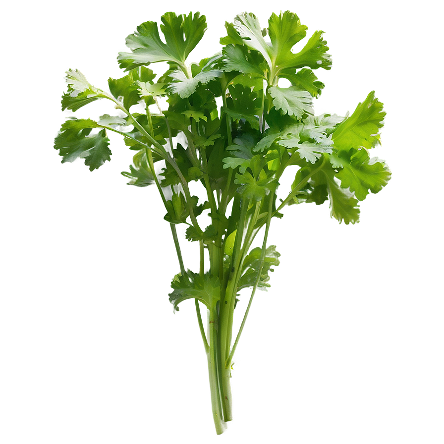 Cilantro In Garden Png Mpl66