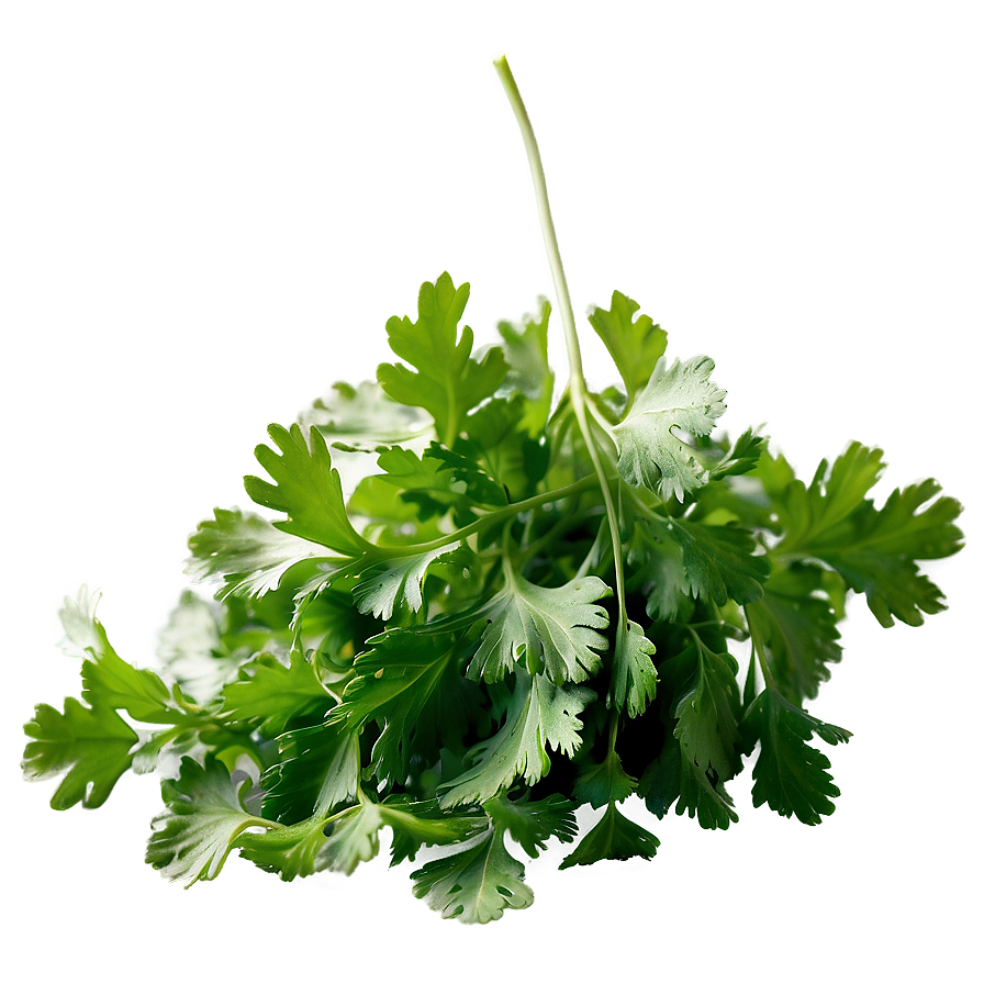 Cilantro Isolated Png Cdc