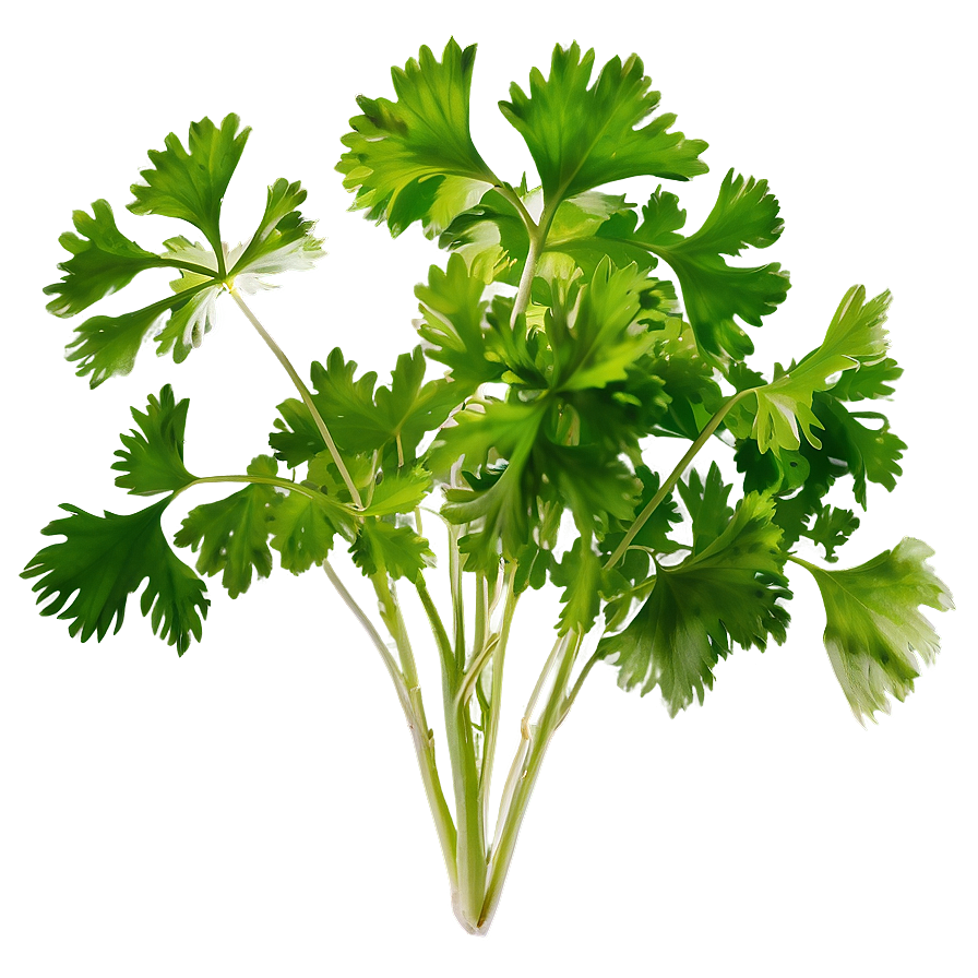 Cilantro Leaves Closeup Png Mbq1