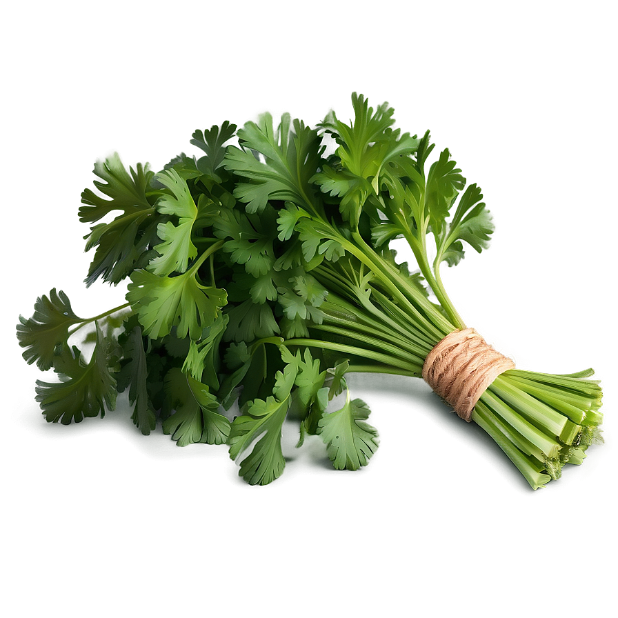 Cilantro Recipe Ingredient Png Dpf79