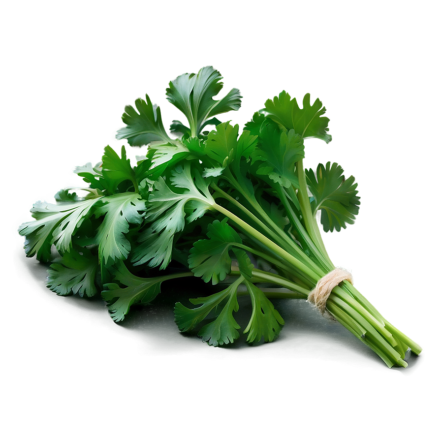 Cilantro Recipe Ingredient Png Ide47