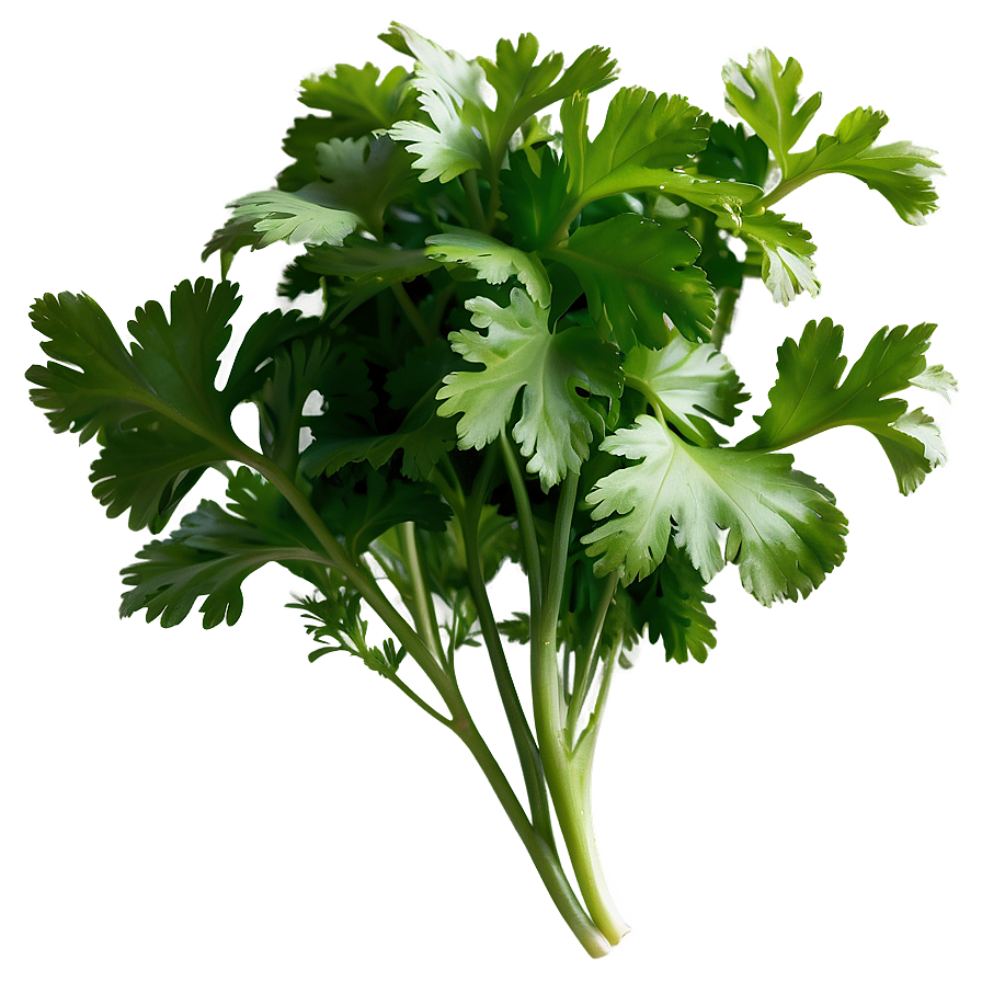 Cilantro Side View Png 90