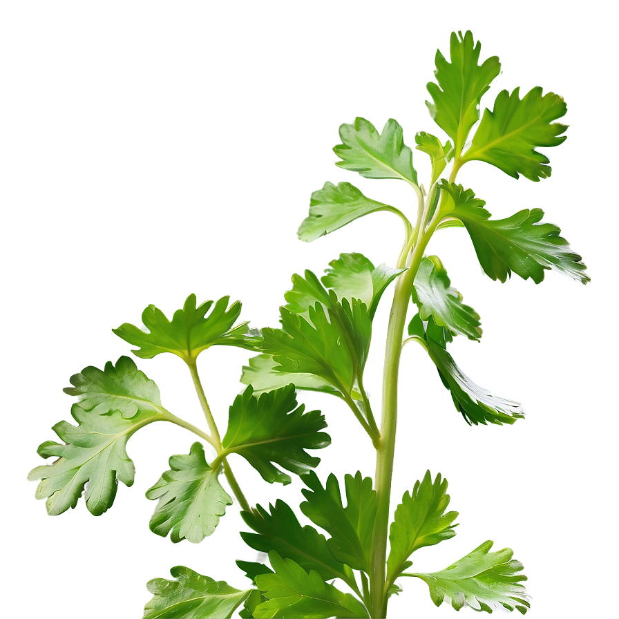 Cilantro Side View Png Ghl