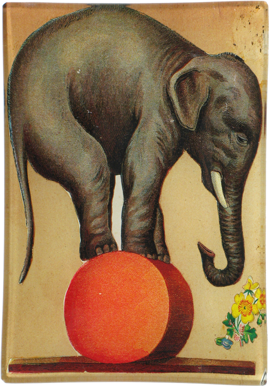 Circus_ Elephant_ Balancing_on_ Ball