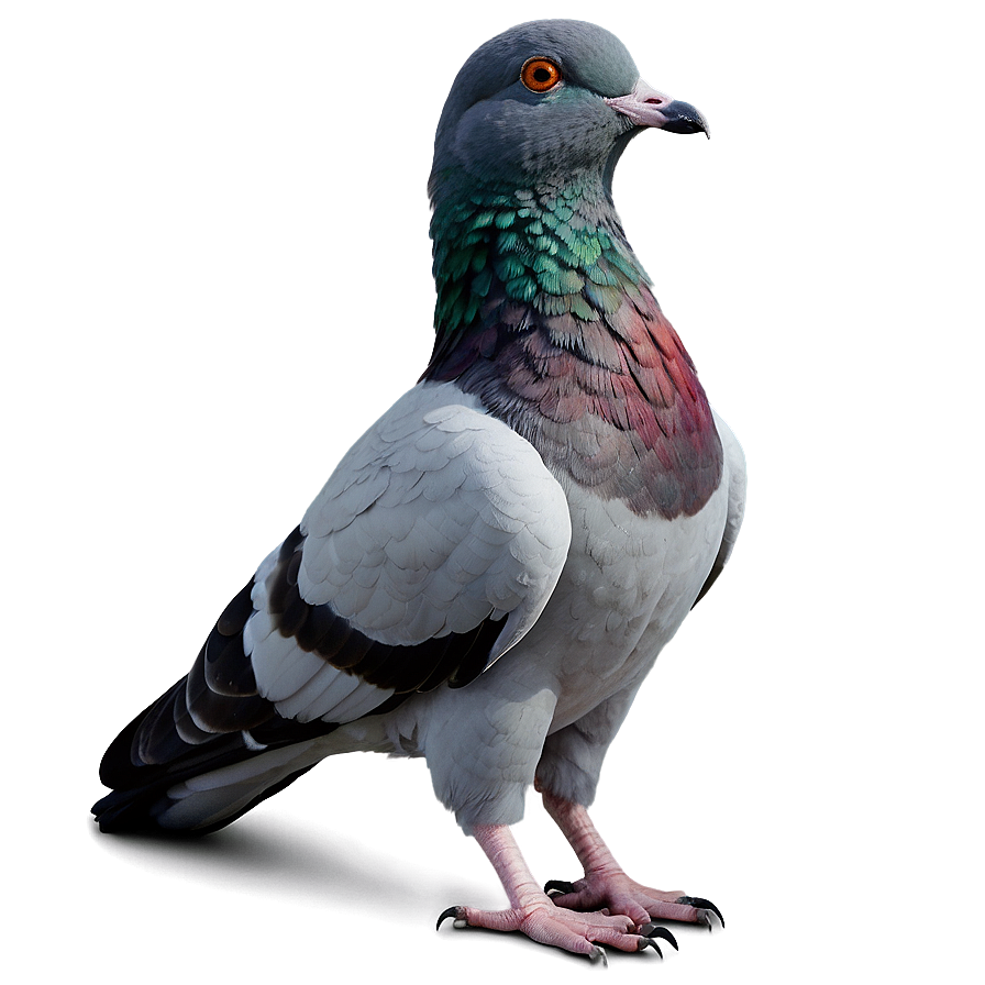 City Pigeon Png 05242024