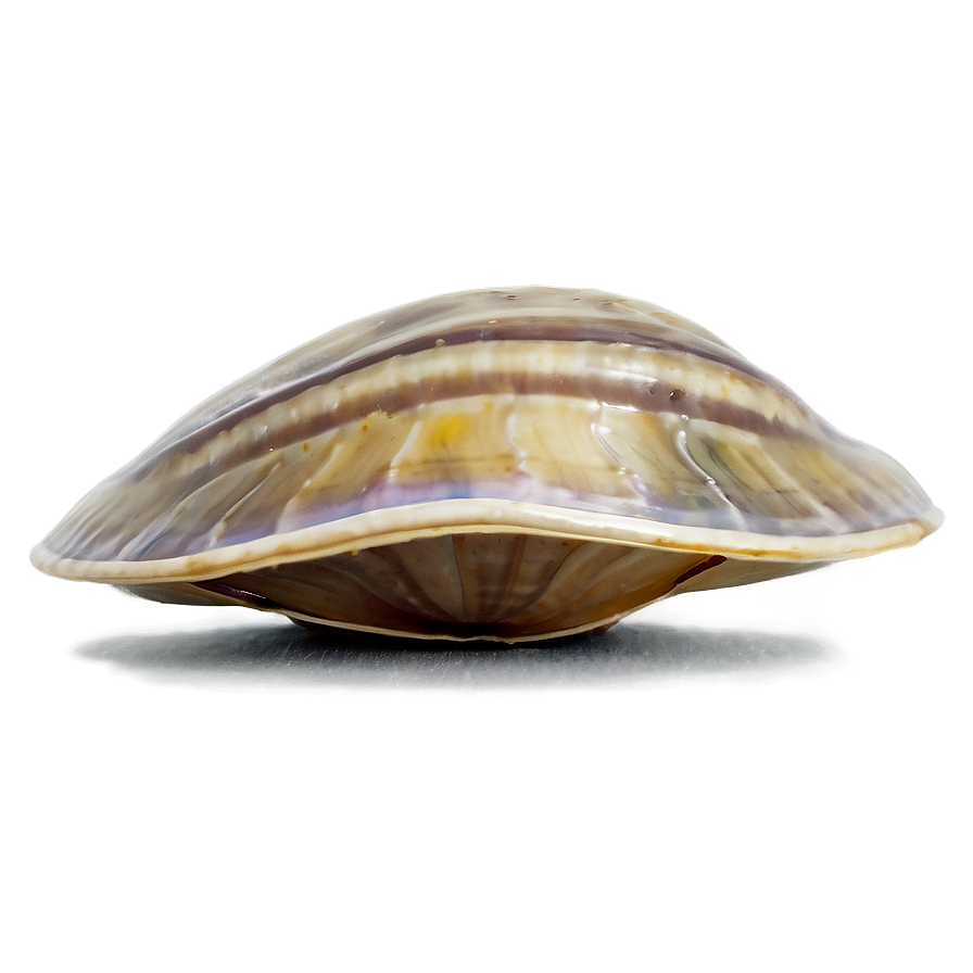 Clam In A Deep Dive Png Lvn