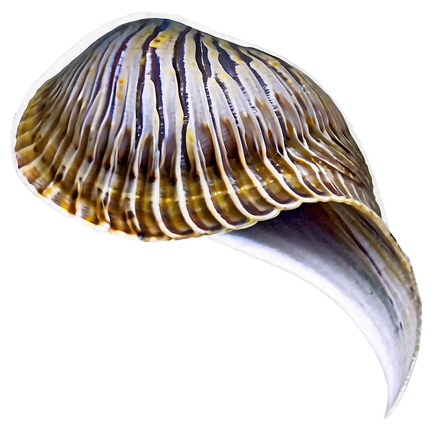 Clam In Marine Life Png Bqy52