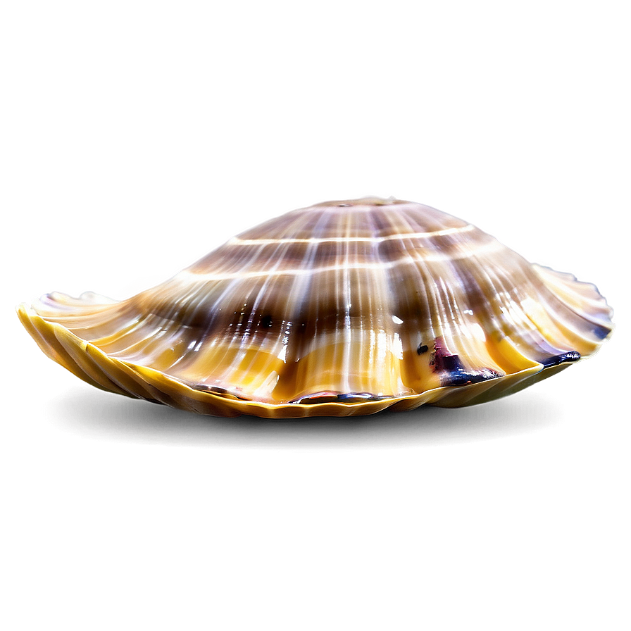 Clam In Marine Life Png Rkr90