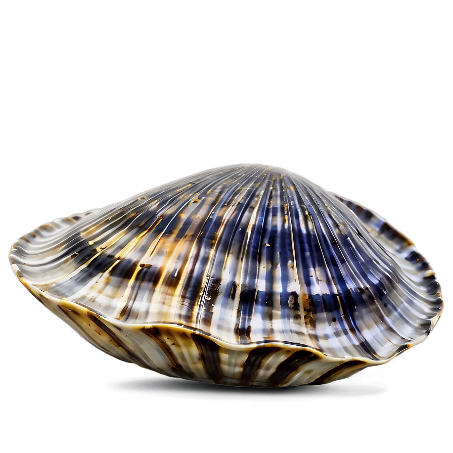 Clam In Nautical Theme Png 05242024