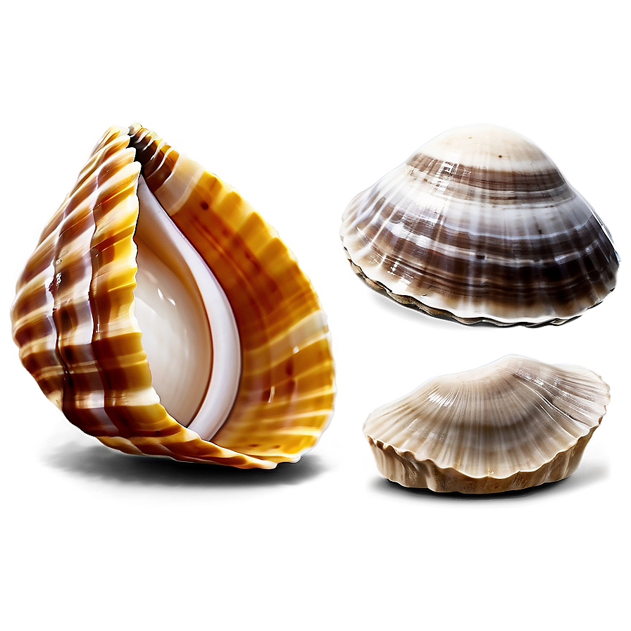 Clam In Seashell Collection Png 05242024