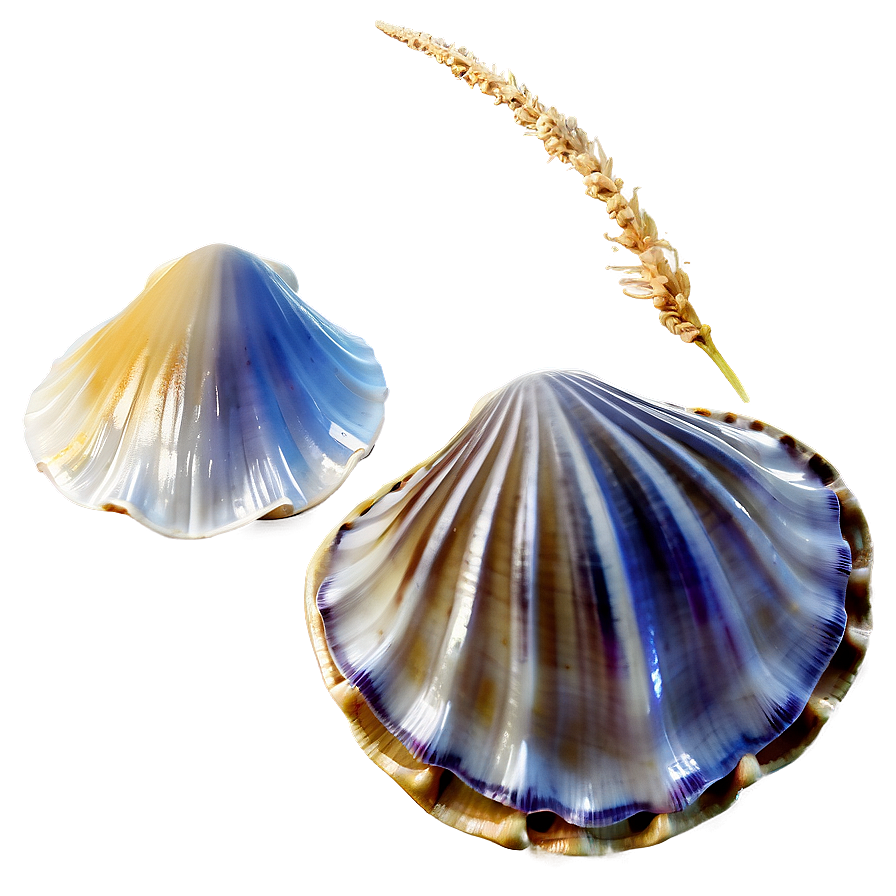 Clam In Seashell Collection Png 71