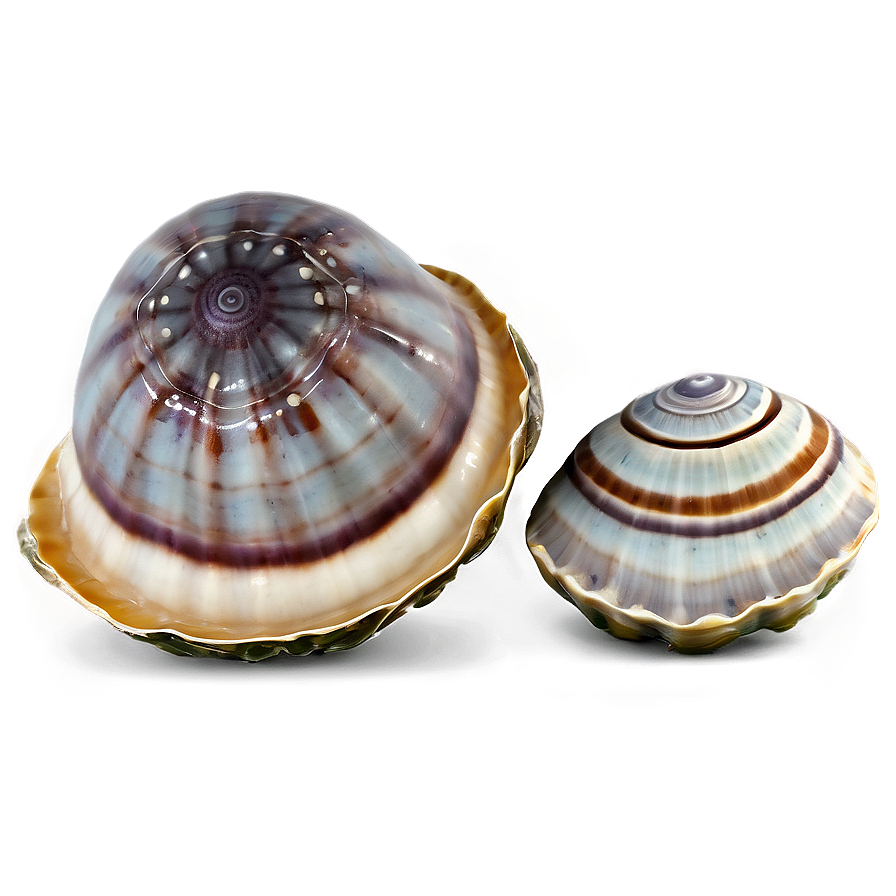 Clam In Seashell Collection Png Rrw