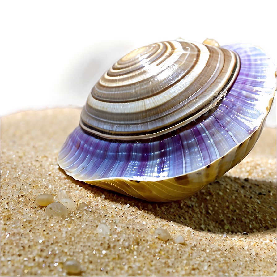 Clam On Beach Sand Png Mlb
