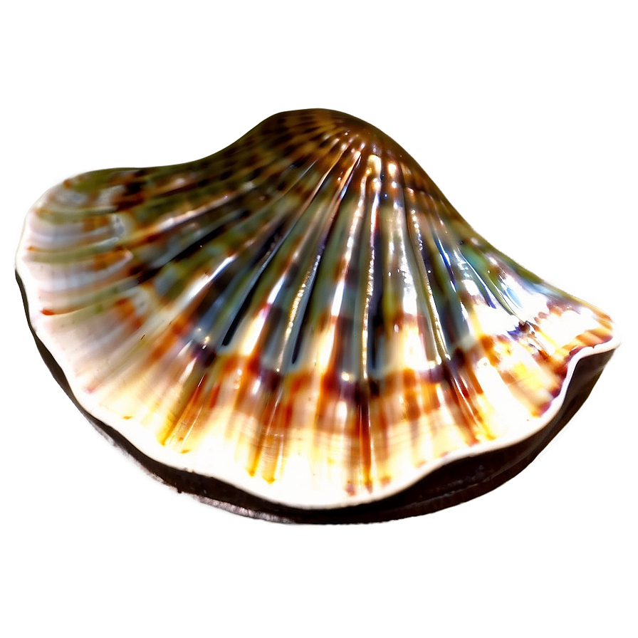 Clam Shell Emblem Png 95