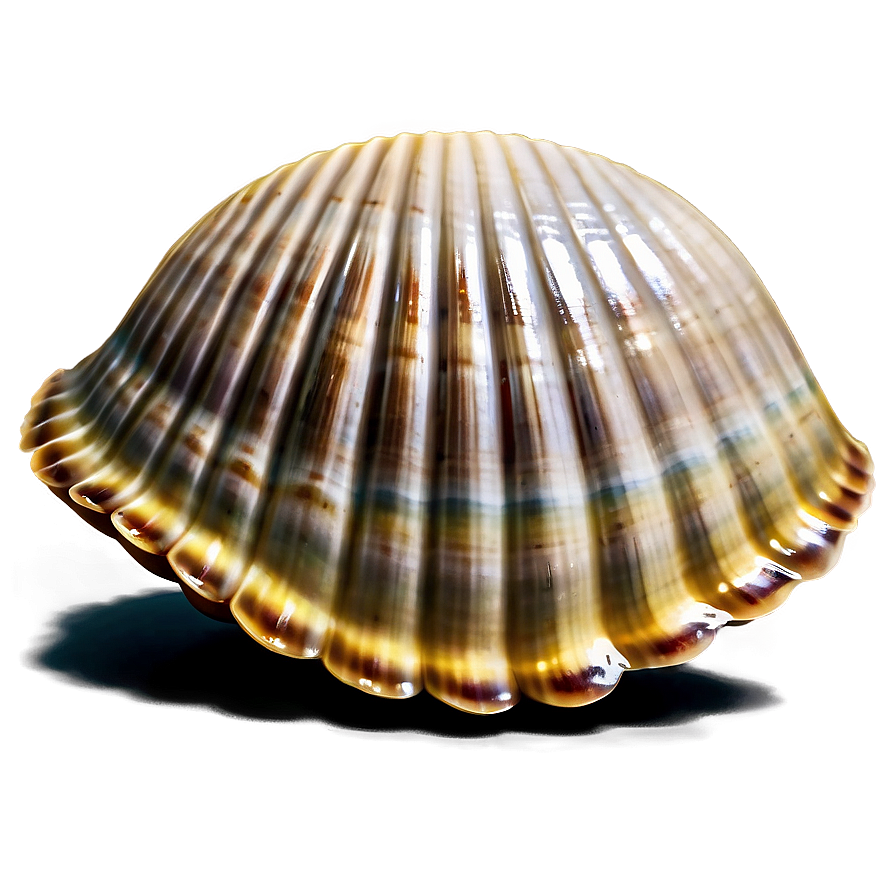 Clam Shell Illustration Png 97