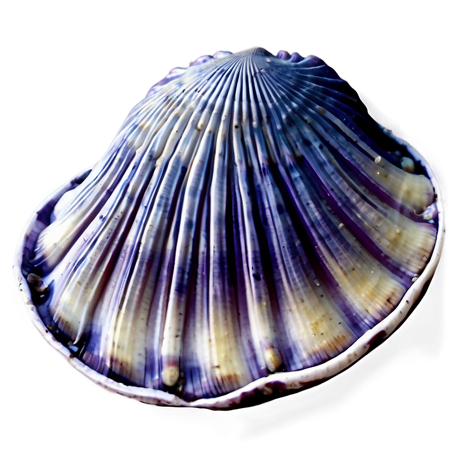 Clam Shell Illustration Png Bup