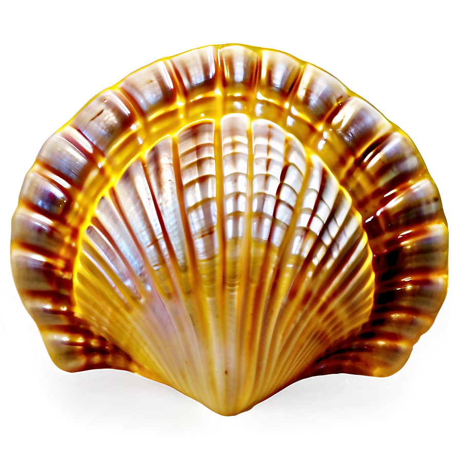 Clam Shell Mosaic Png 06292024