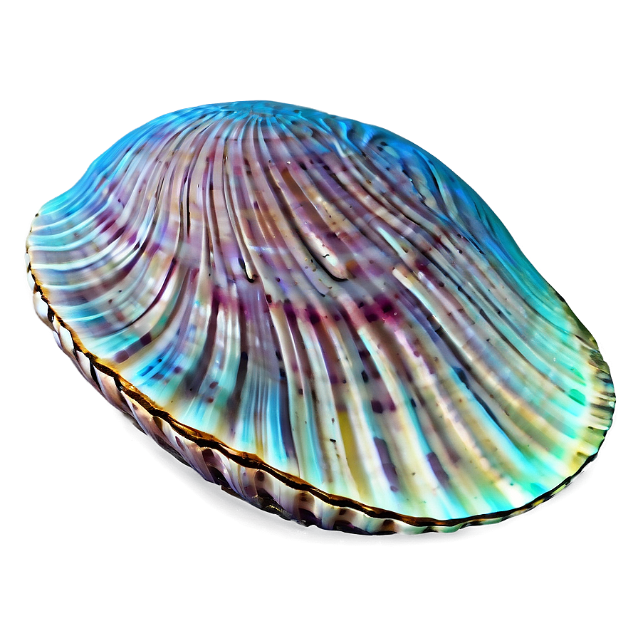 Clam Shell Outline Png Dhw73