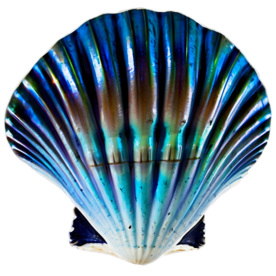 Clam Shell Silhouette Png 27