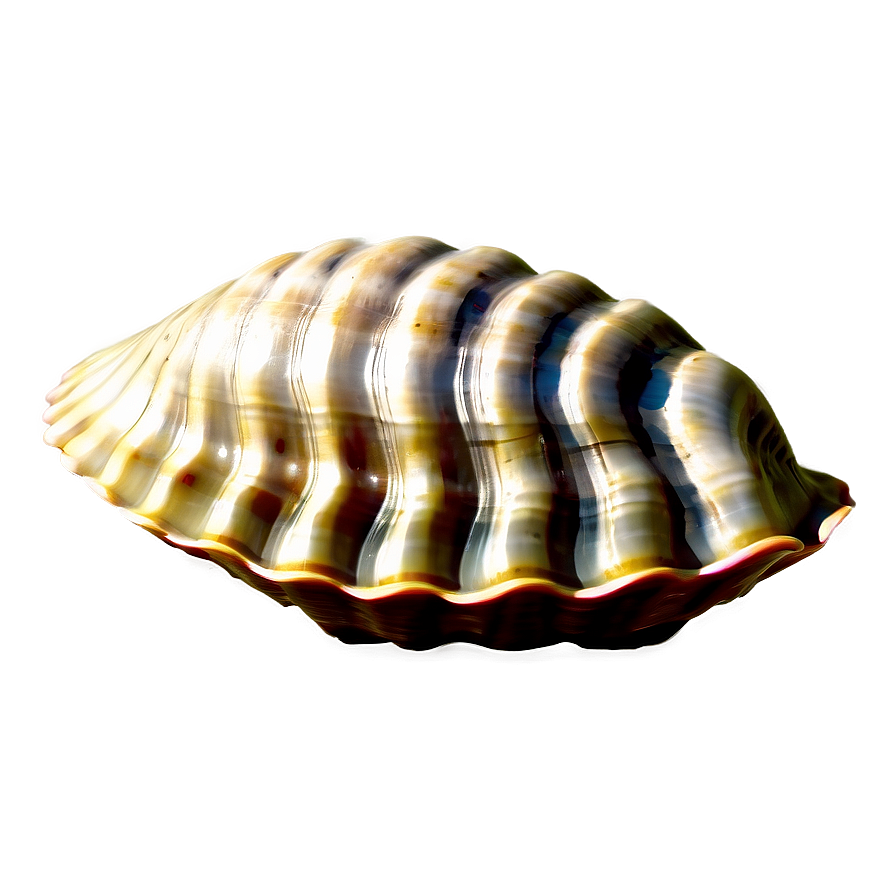 Clam Shell Silhouette Png Cvf29