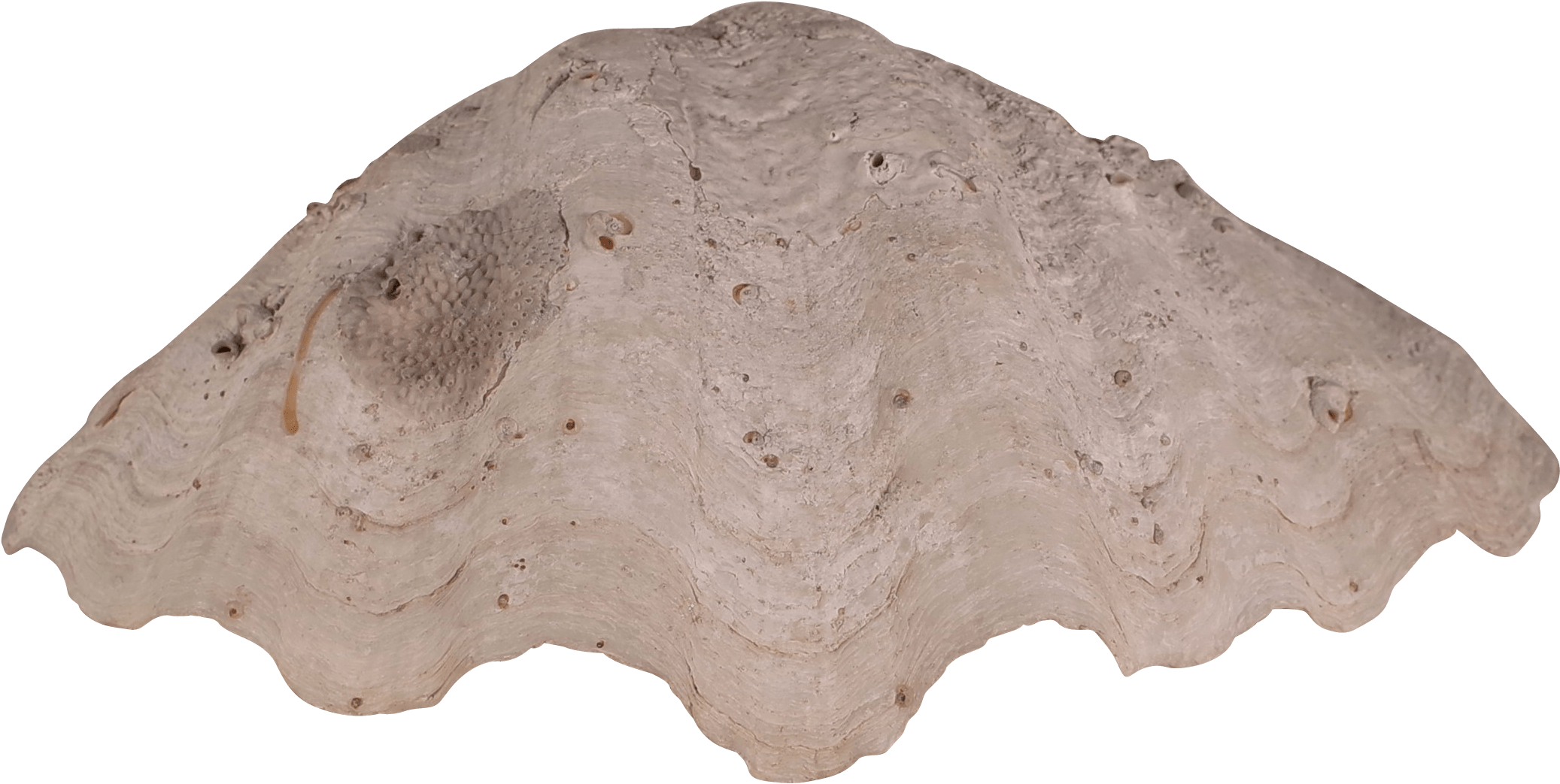 Clam Shell Texture