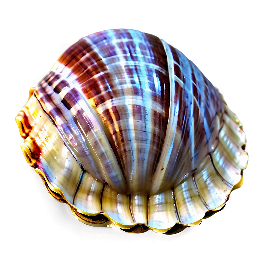 Clam Shell Vector Png 05212024