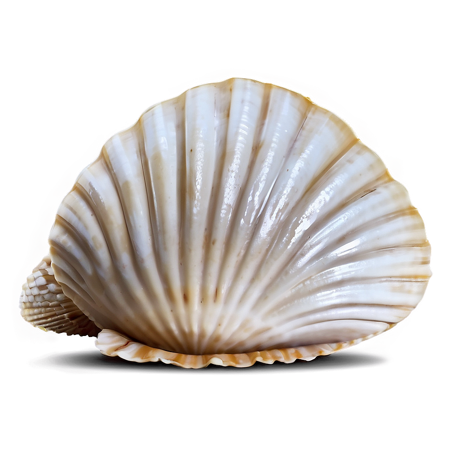 Clam Shell Vector Png Qiy67