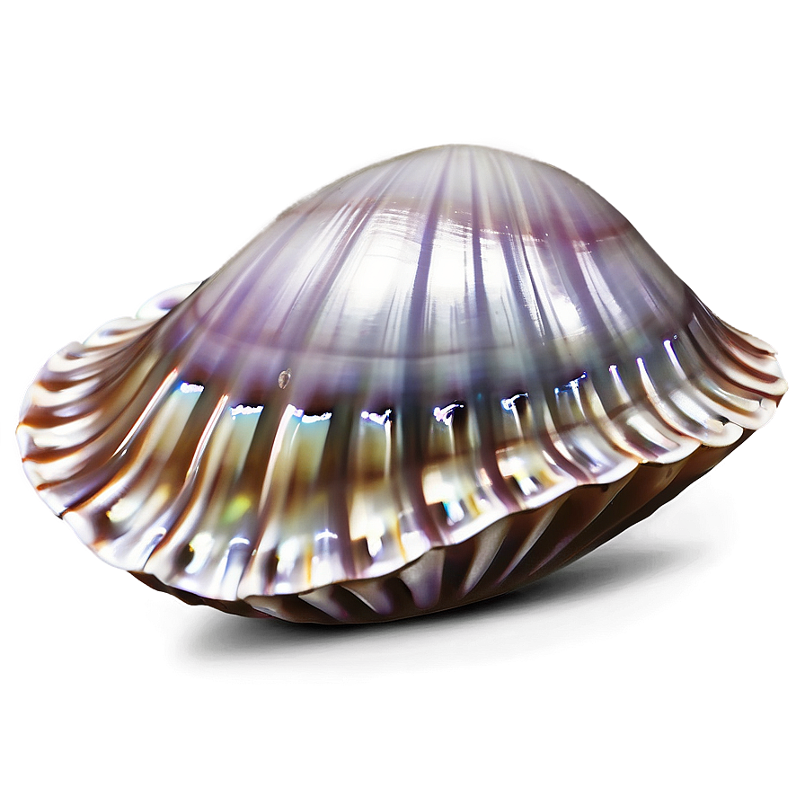 Clam Shell With Pearl Png 10