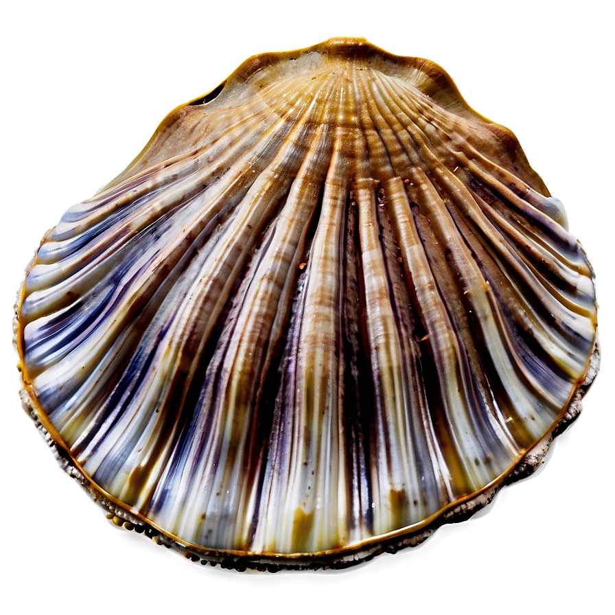 Clam Shell With Sand Png Ian61