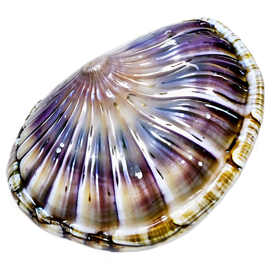 Clam Shell With Water Png Pme18