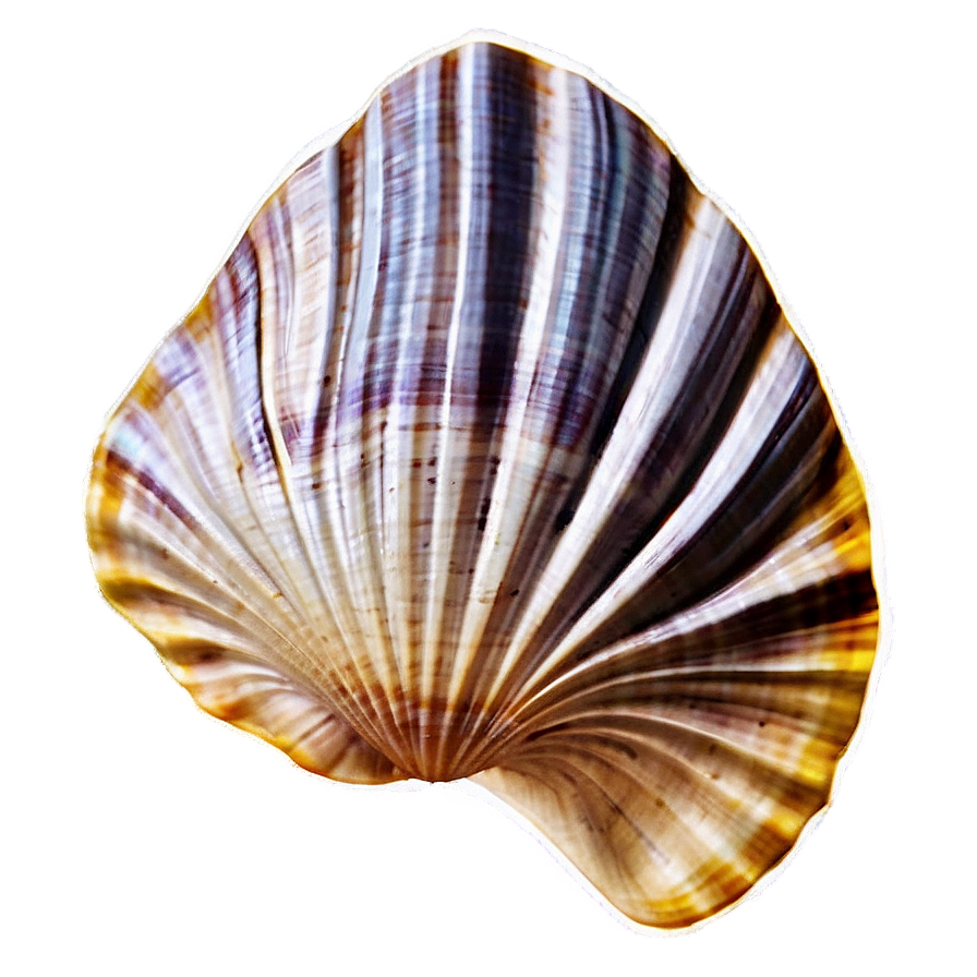 Clam Silhouette Png 05242024