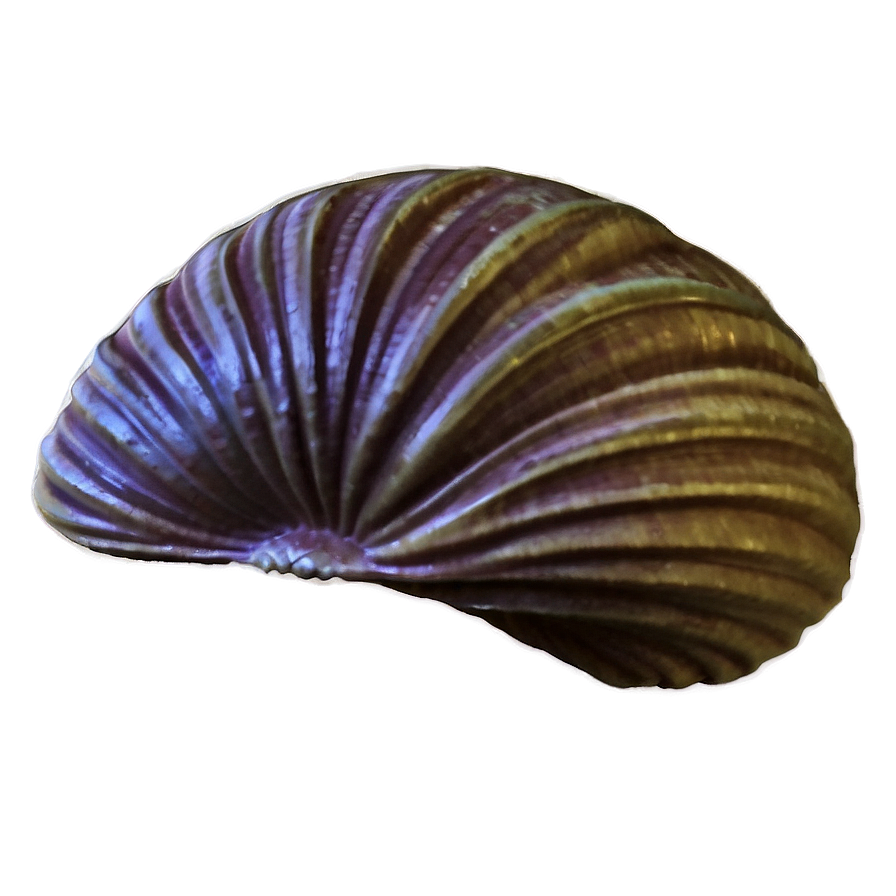 Clam Silhouette Png Ksl