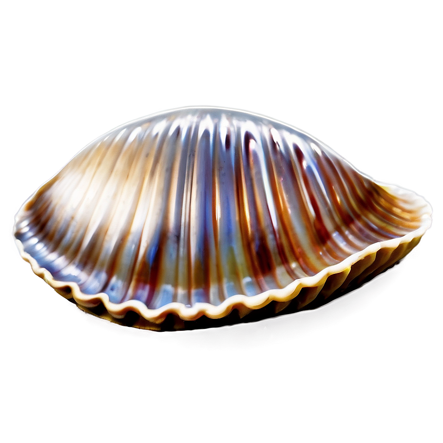 Clam With Shiny Pearl Png 05242024