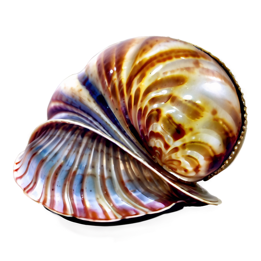 Clam With Shiny Pearl Png Ptb97