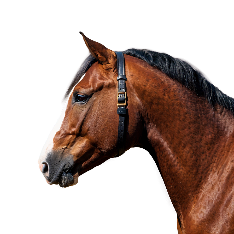 Classic Horse Head Profile Png 06122024