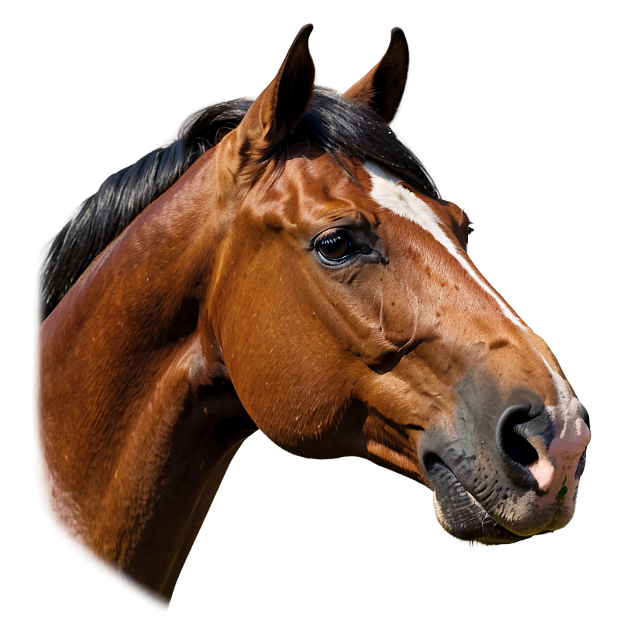 Classic Horse Head Profile Png Ppa