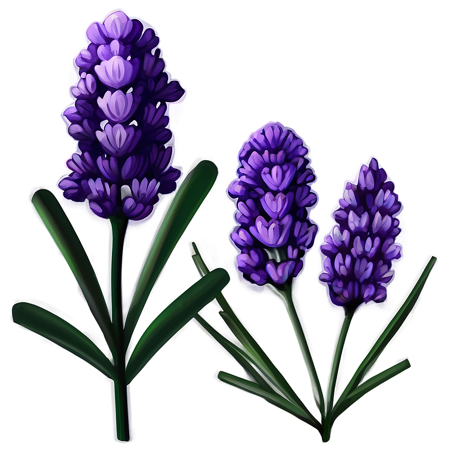 Classic Lavender Illustration Png 06292024