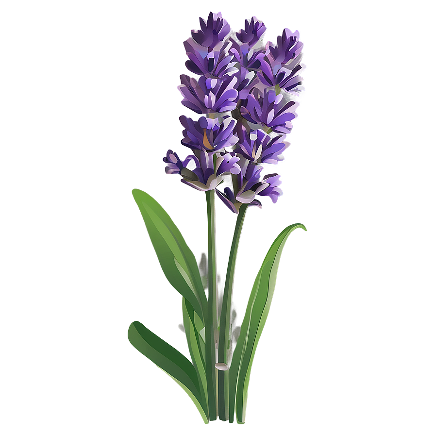 Classic Lavender Illustration Png Cwa