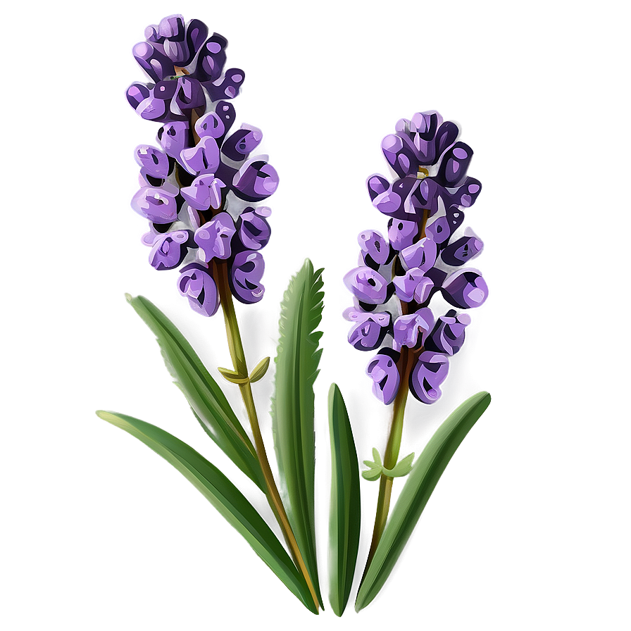 Classic Lavender Illustration Png Ihp