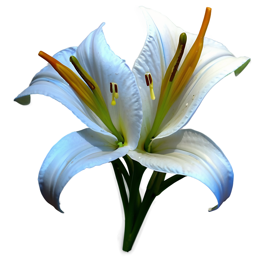 Classic Lilies Sketch Png 25